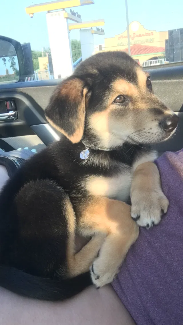 Lost dog in Murchison, TX, 75778