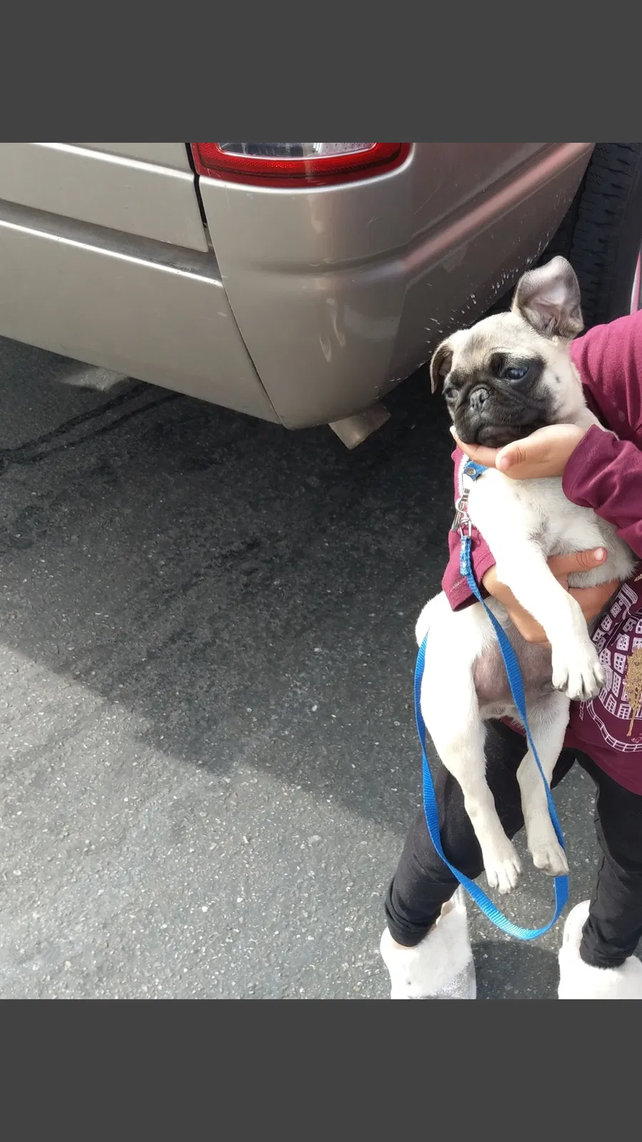 Lost dog in Fresno, CA, 93727
