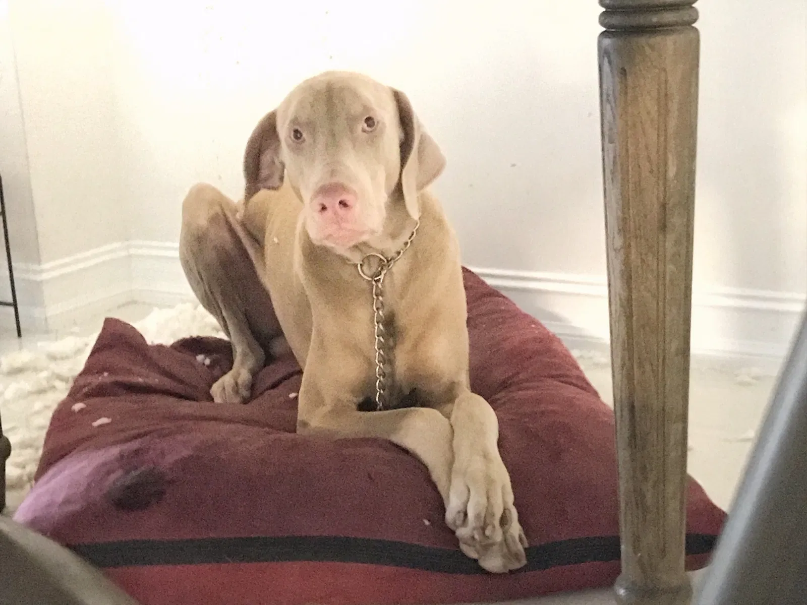 Lost dog in Lake Worth, FL, 33460