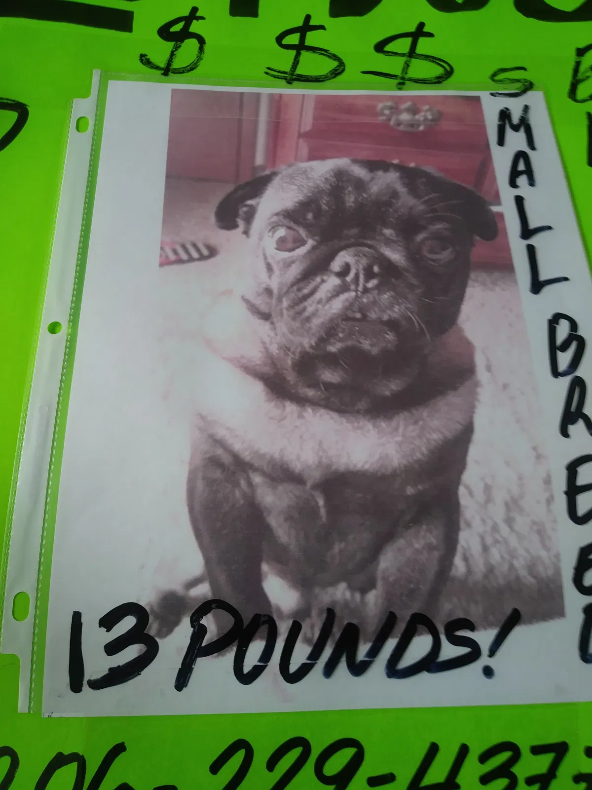 Lost dog in Marysville, WA, 98270