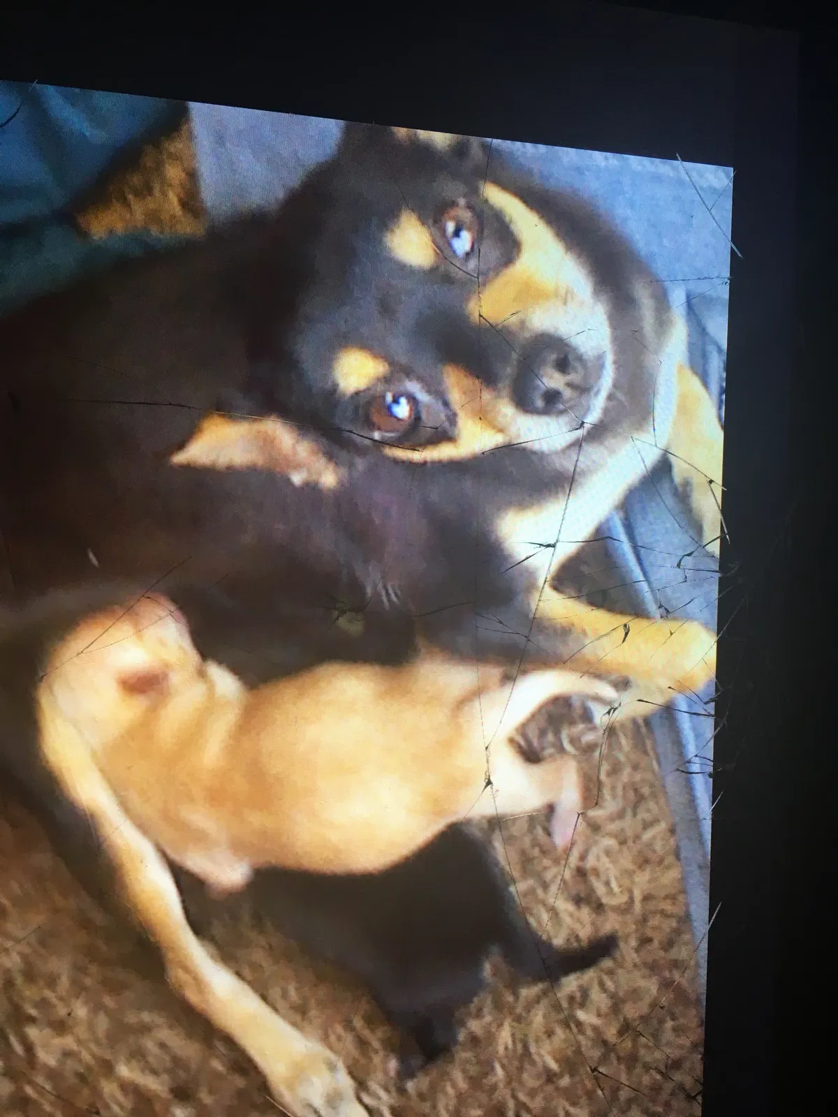 Lost dog in Denair, CA, 95316
