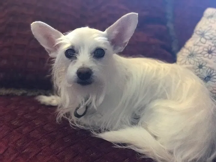 Lost dog in Kingwood, TX, 77339