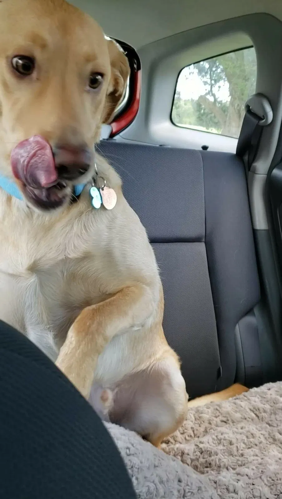 Lost dog in Mocksville, NC, 27028