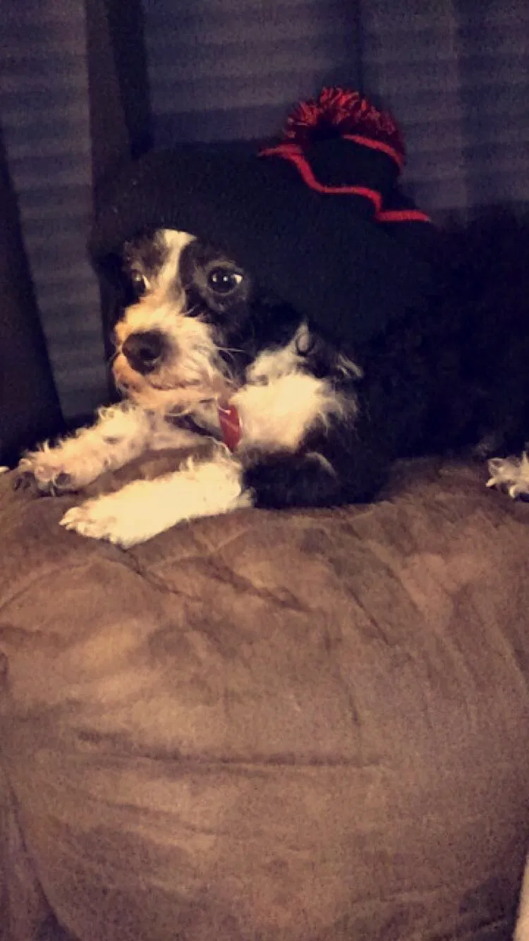Lost dog in Fort Pierce, FL, 34950