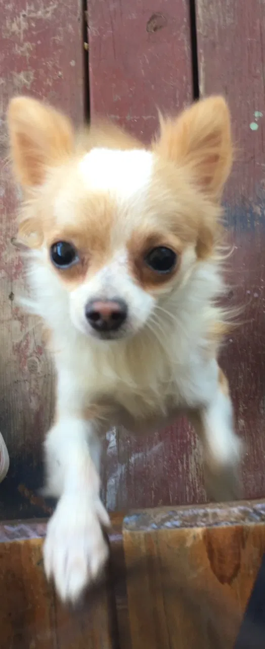 Lost dog in Killeen, TX, 76549