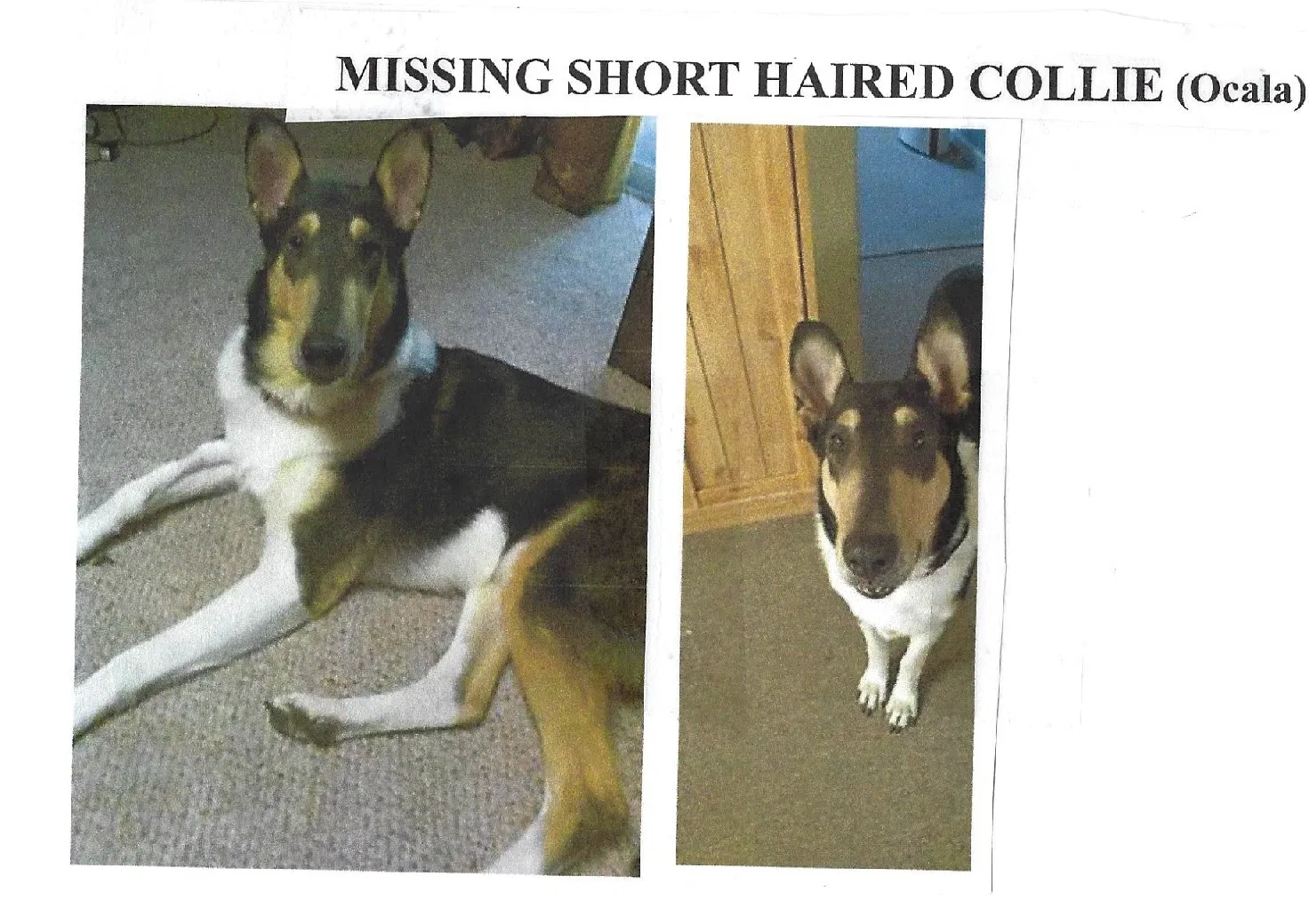 Lost dog in Ocala, FL, 34475