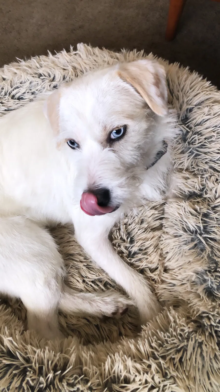 Lost dog in Houston, TX, 77072