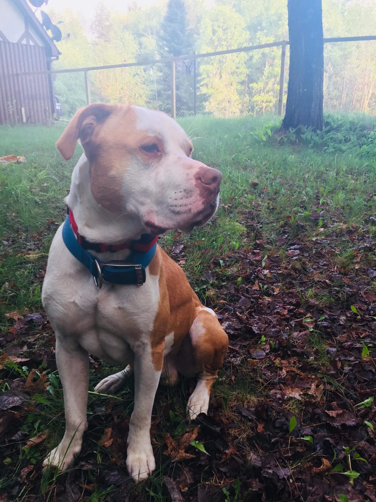 Lost dog in Niagara, WI, 54151