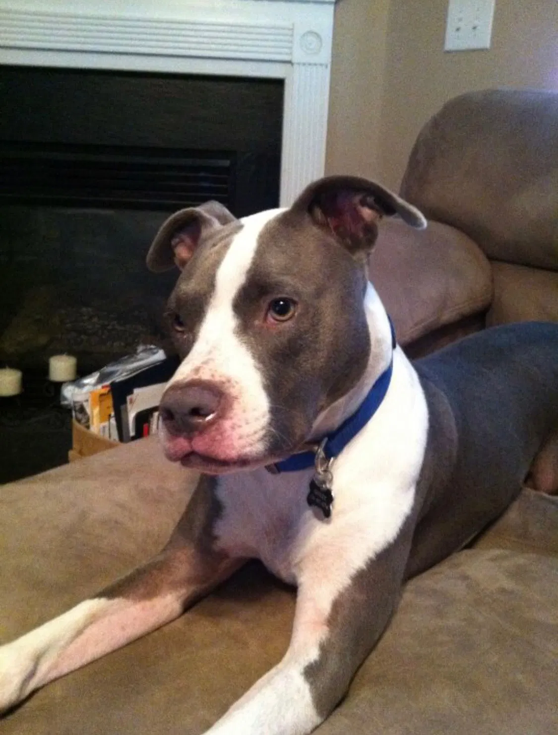 Lost dog in Ferguson, NC, 28624