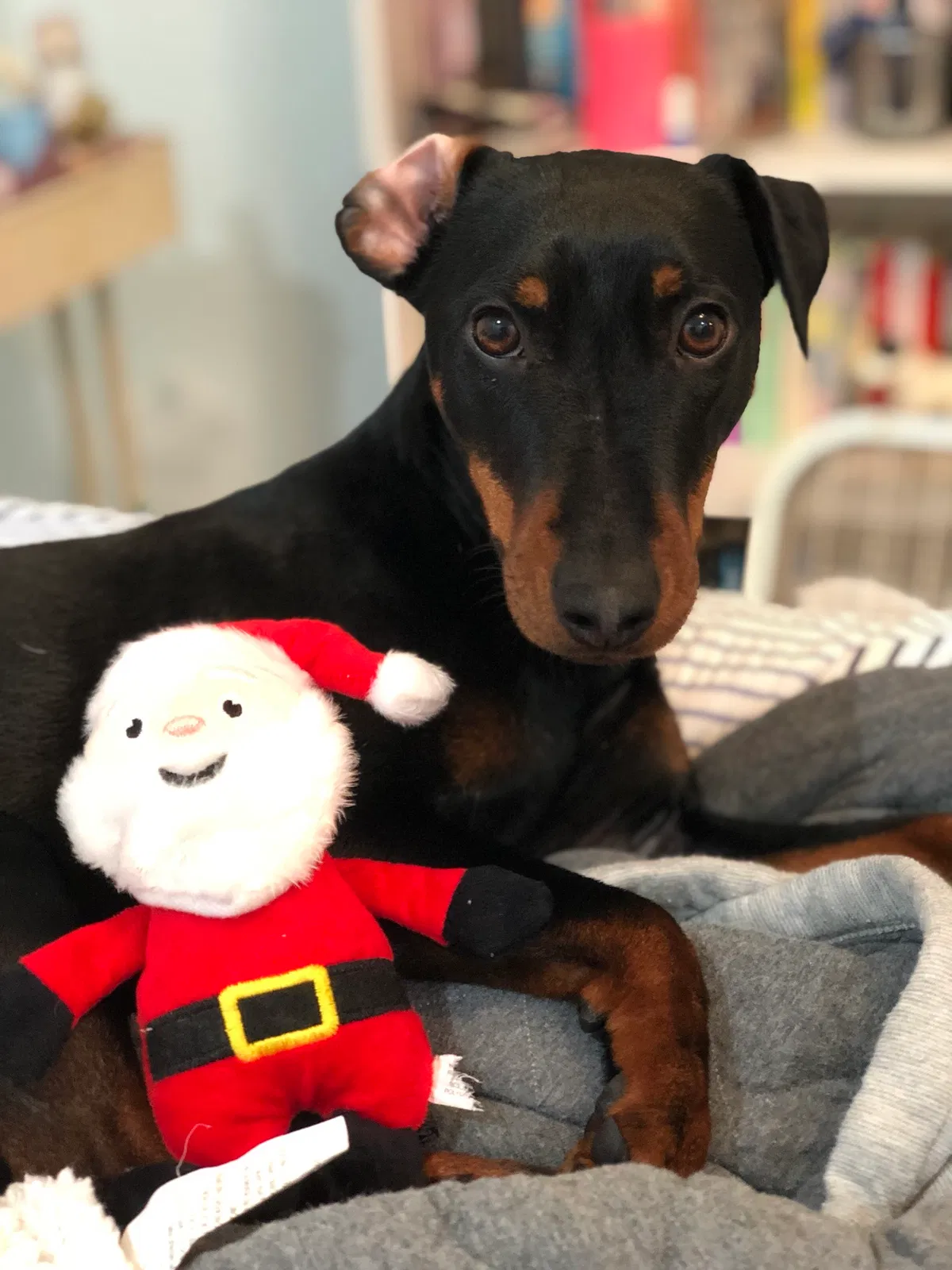 Lost dog in Oklahoma City, OK, 73110