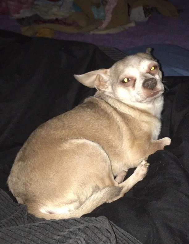 Lost dog in Clayton, NC, 27520