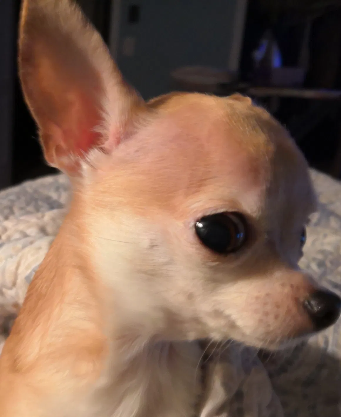 Lost dog in Sterling Heights, MI, 48313
