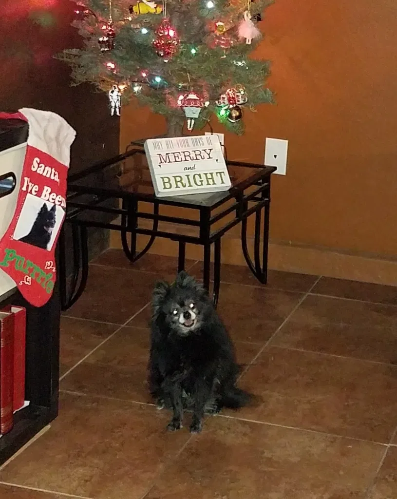 Lost dog in Thousand Palms, CA, 92276