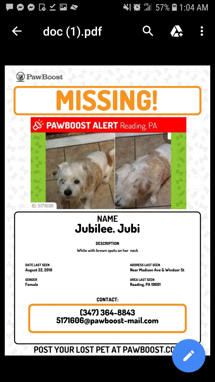 Lost dog in Reading, PA, 19601