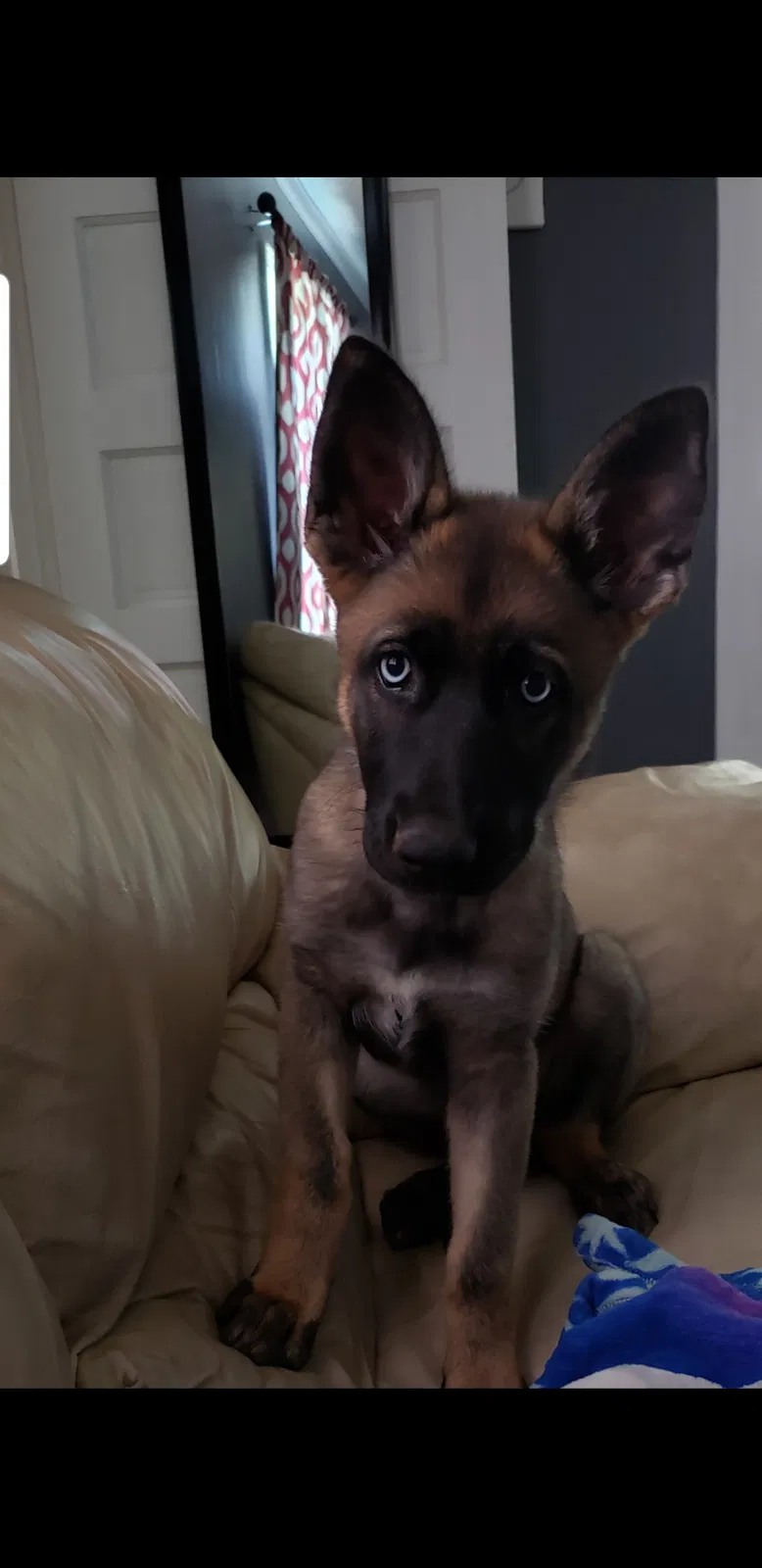 Lost dog in Randleman, NC, 27317