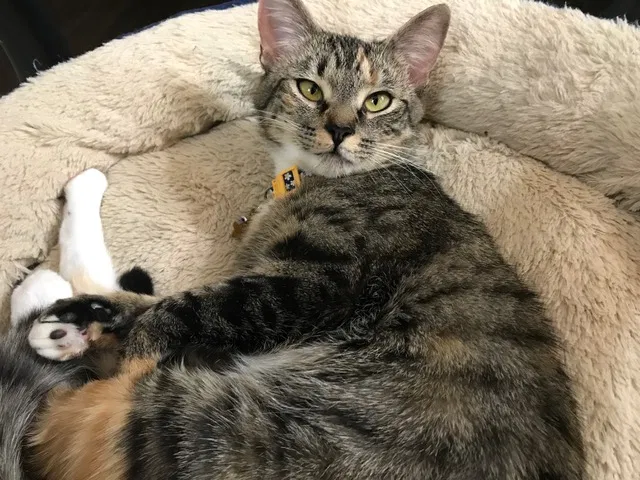 Lost cat in Norcross, GA, 30092