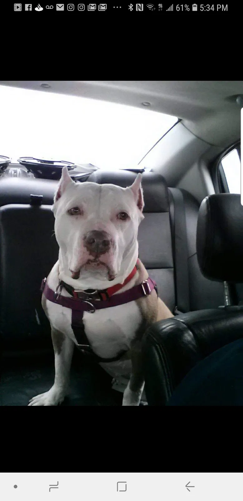 Lost dog in Clifton, NJ, 7011
