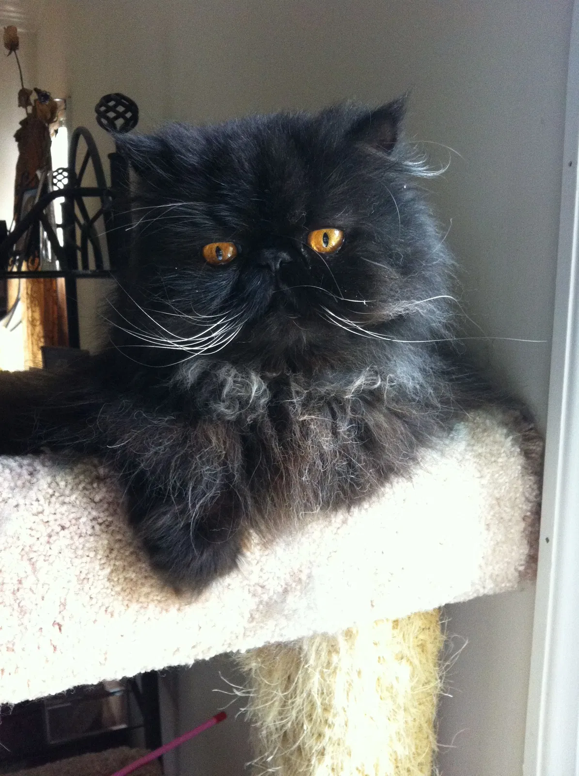 Lost cat in Denville, NJ, 7834