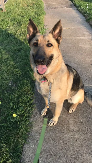 Lost dog in Dallas, TX, 75228