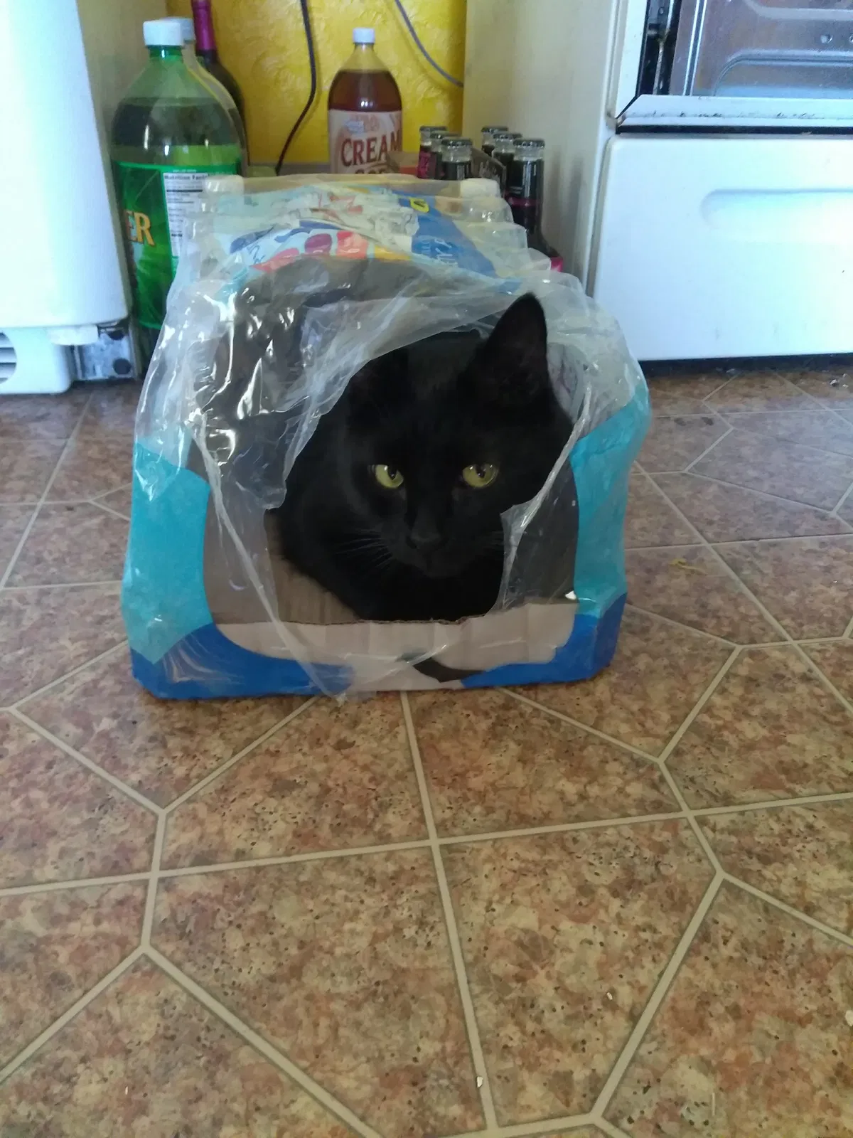 Lost cat in Cleveland, OH, 44102