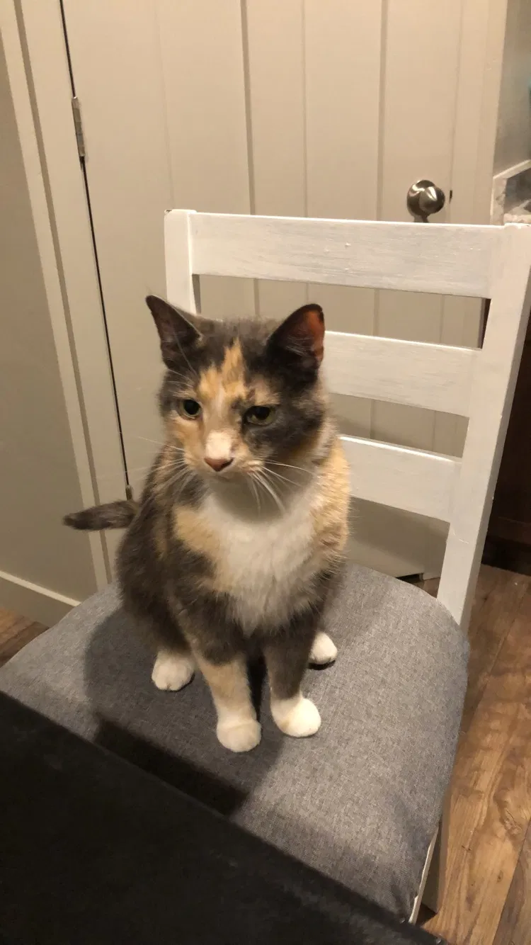 Lost cat in Herriman, UT, 84096