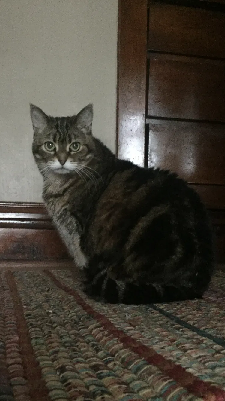 Lost cat in Duluth, MN, 55806