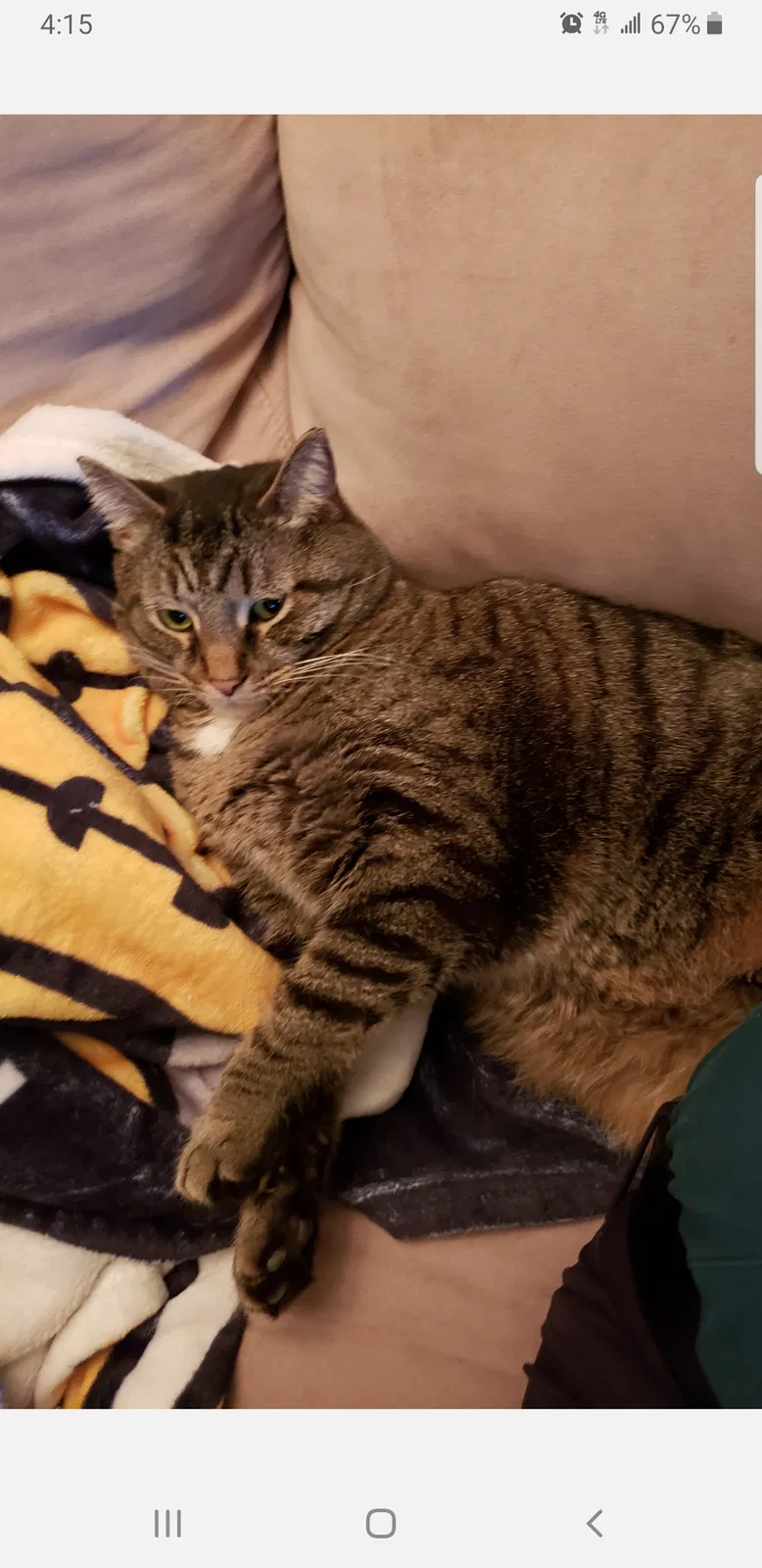 Lost cat in Pittsburgh, PA, 15212