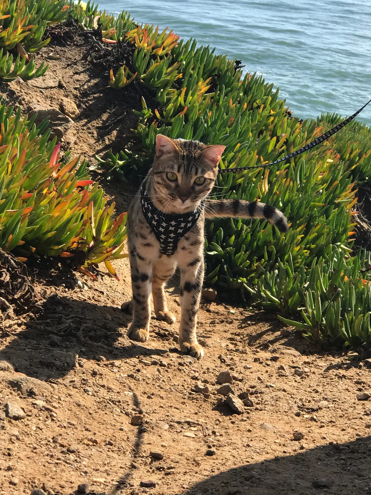 Lost cat in Santa Cruz, CA, 95060