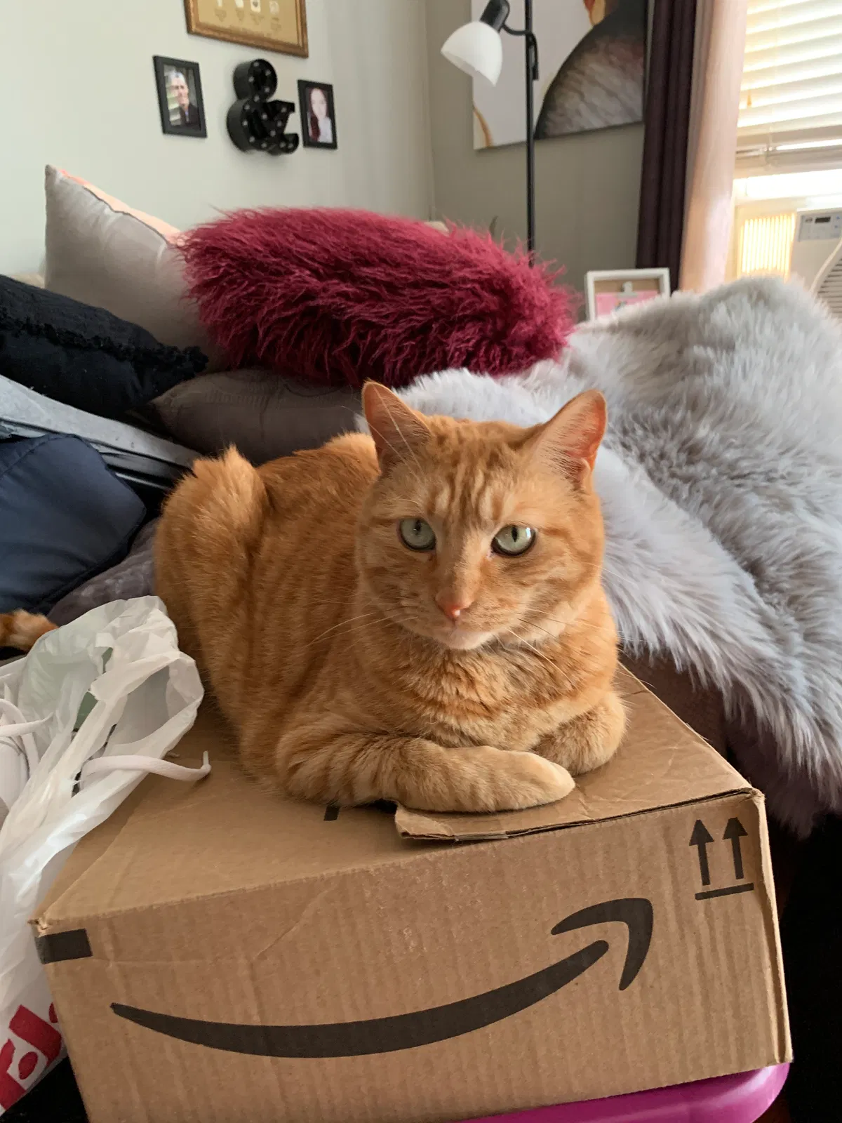 Lost cat in Powell, TN, 37849