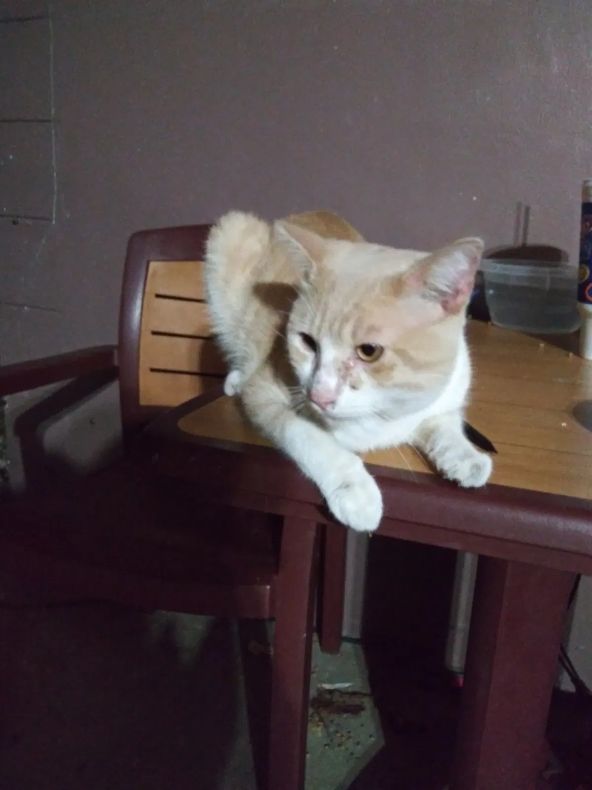 Lost cat in Port Saint Lucie, FL, 34952