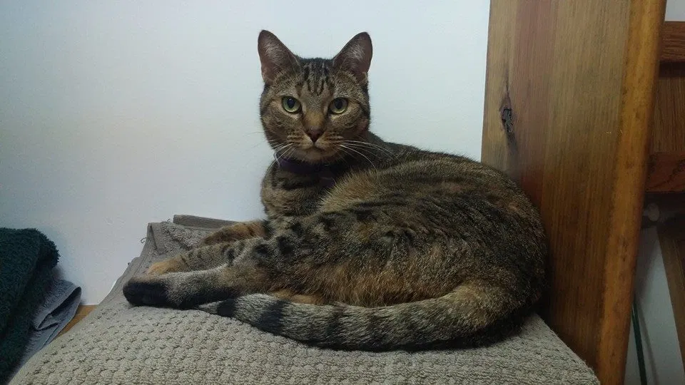 Lost cat in Wilmington, DE, 19805