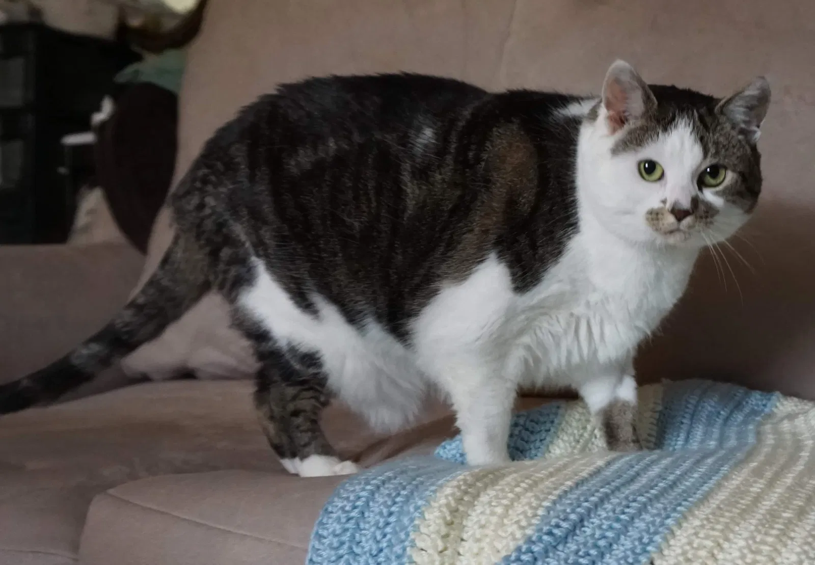 Lost cat in Hatboro, PA, 19040