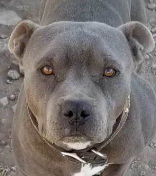 Lost dog in Odessa, TX, 79766