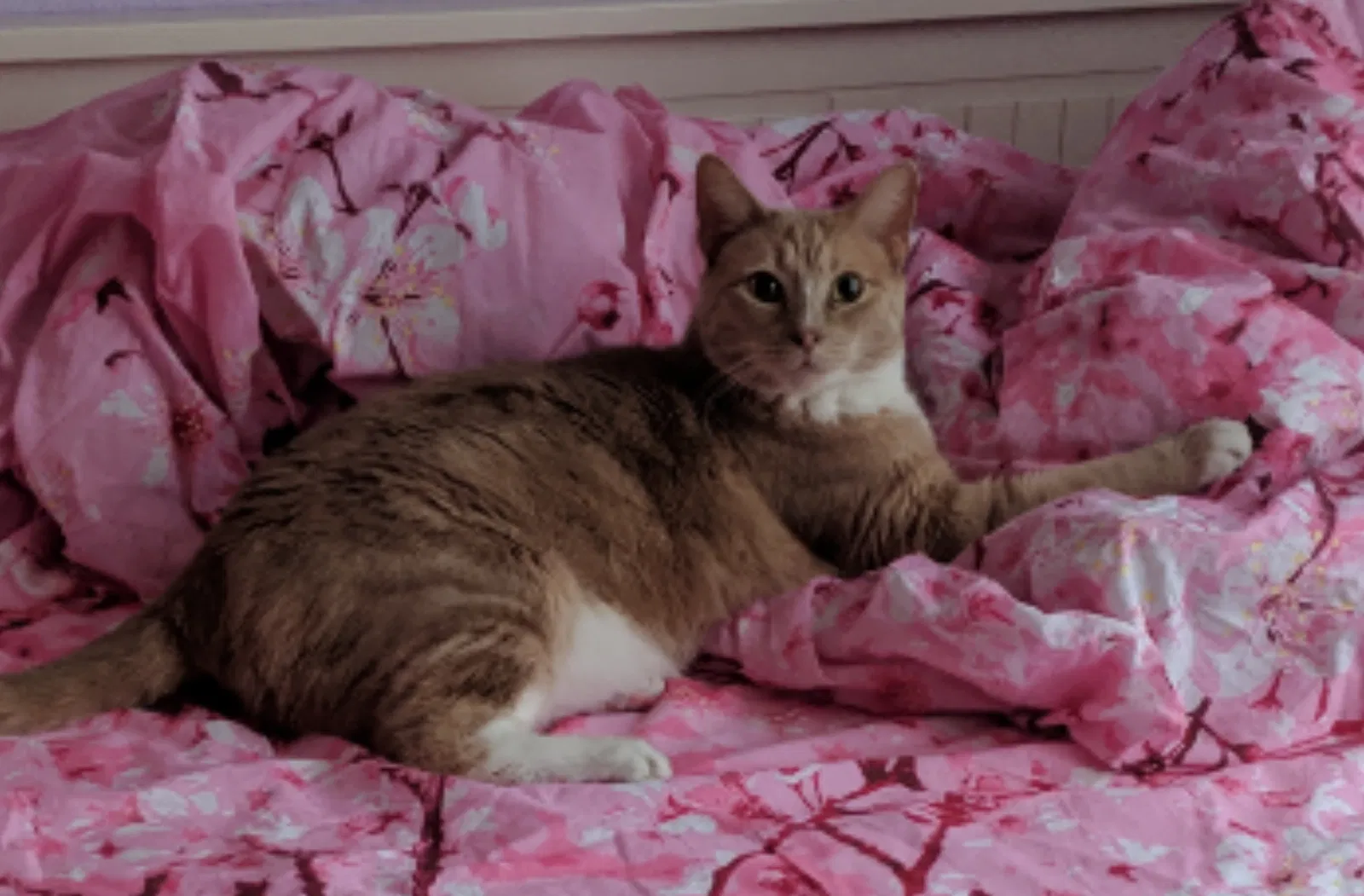 Lost cat in Round Rock, TX, 78681