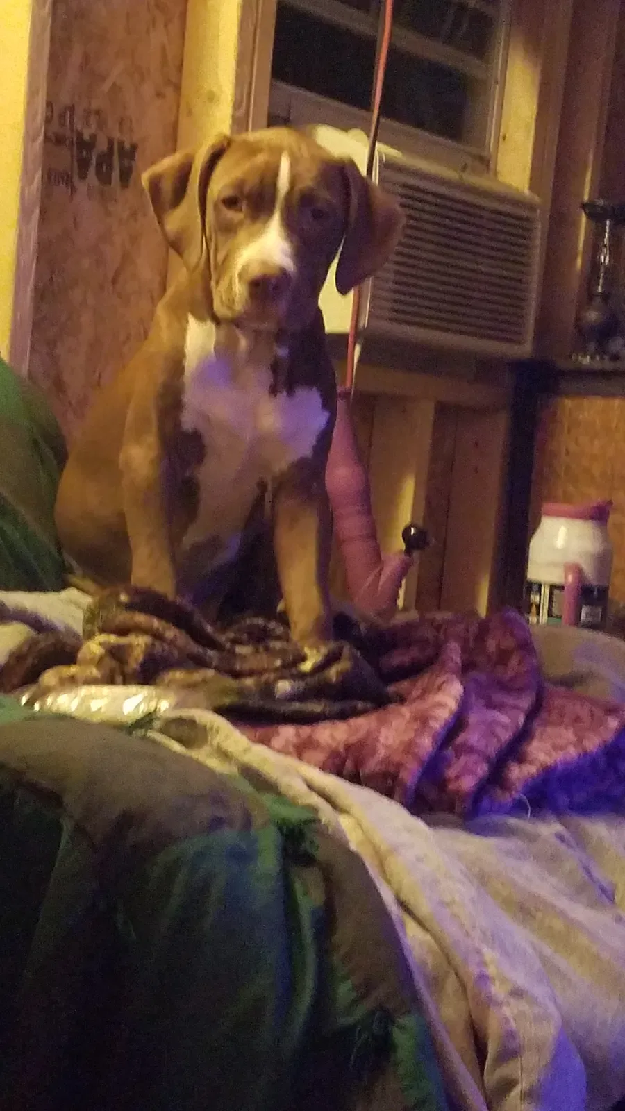 Lost dog in New Port Richey, FL, 34655