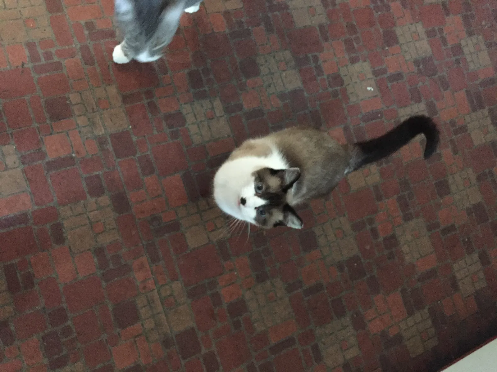 Lost cat in Jamestown, ND, 58401