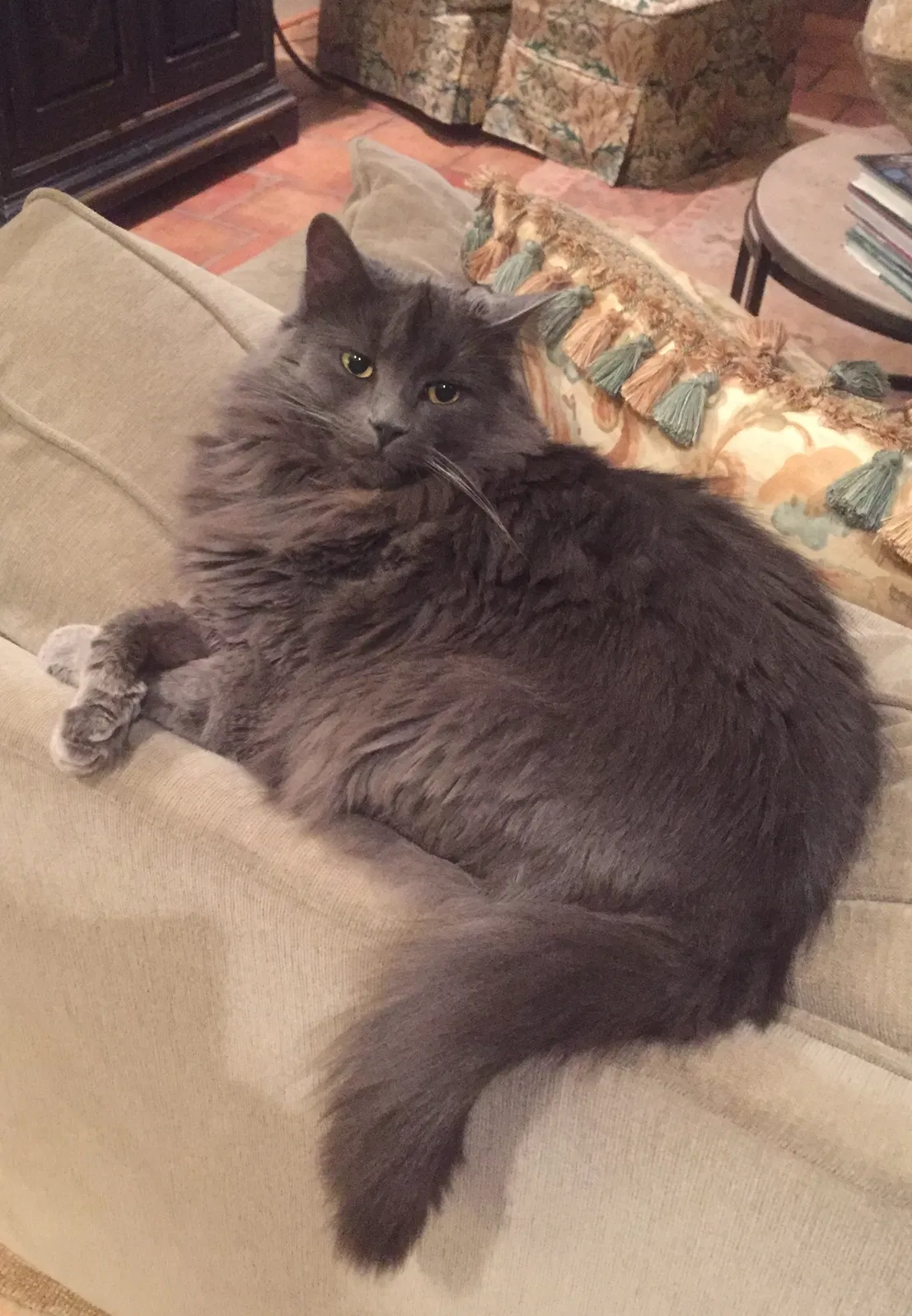 Lost cat in Birmingham, AL, 35223