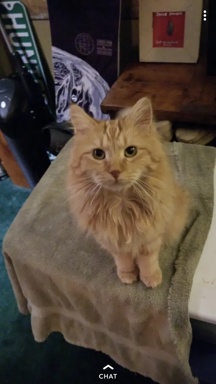Lost cat in Gettysburg, PA, 17325