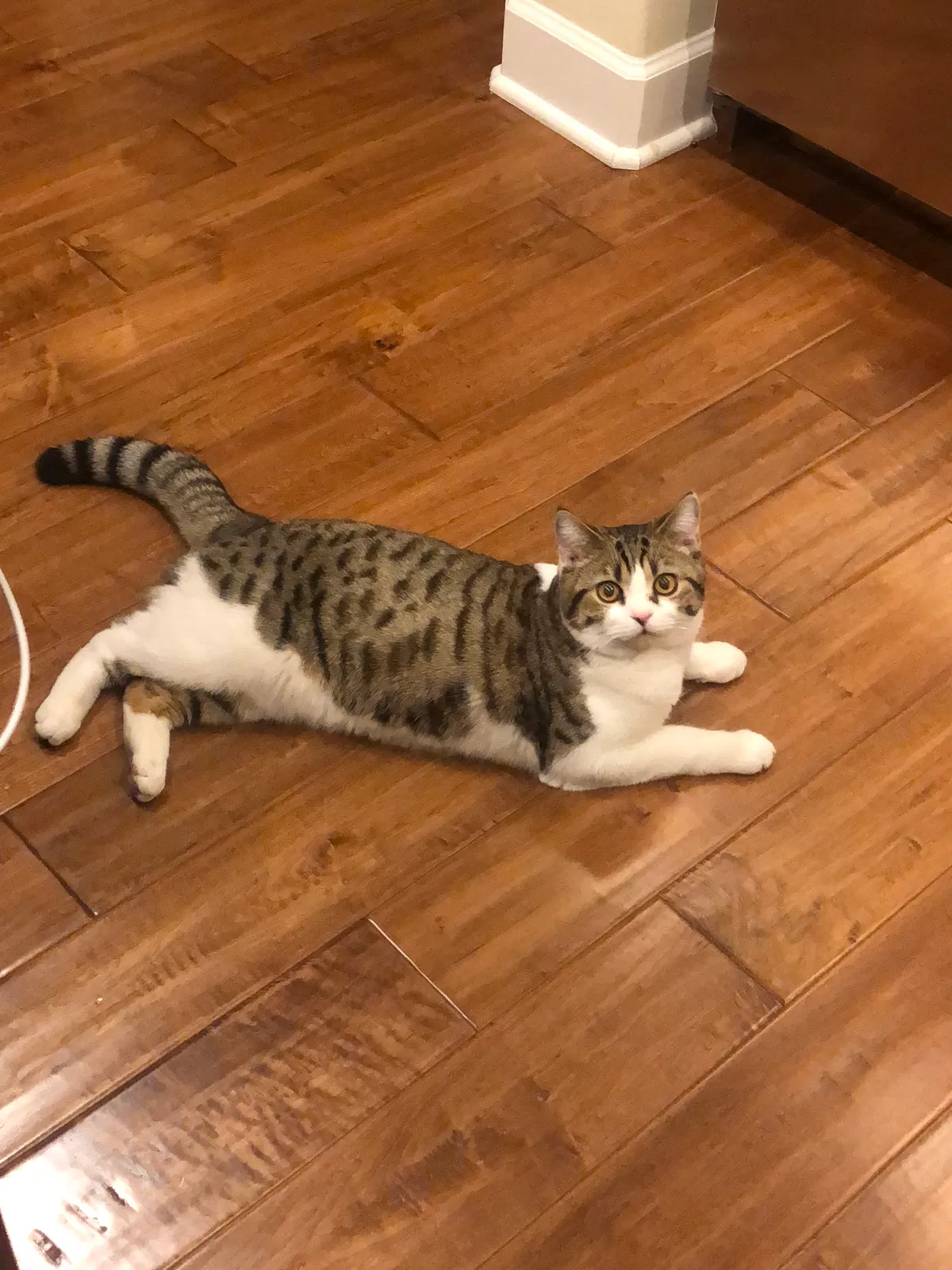 Lost cat in Upland, CA, 91786