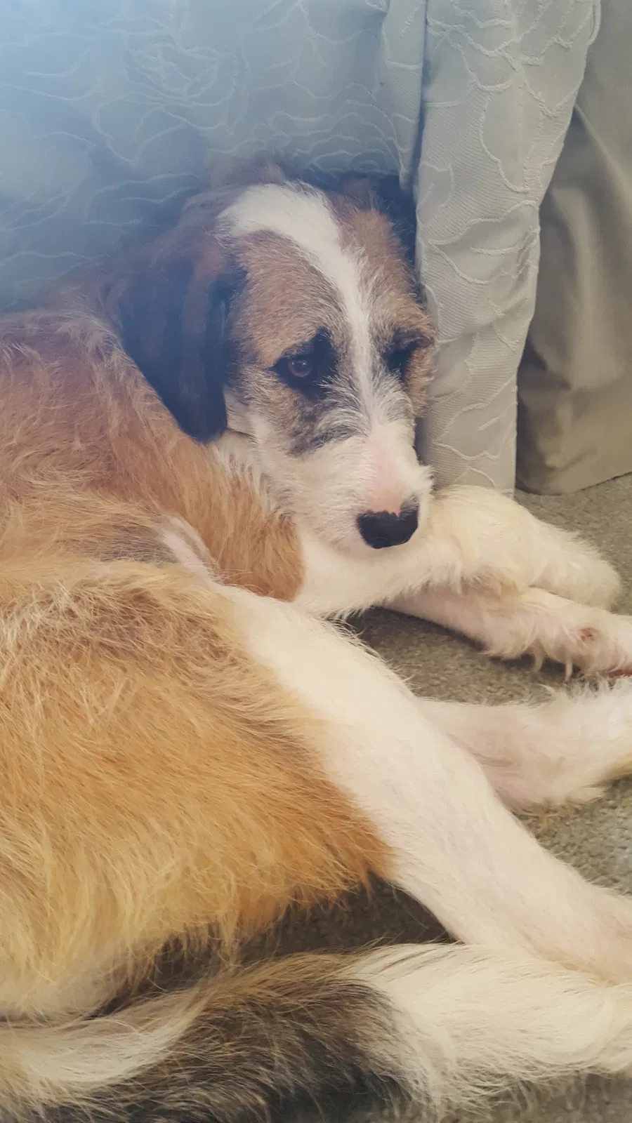 Lost dog in Pinopolis, SC, 29469