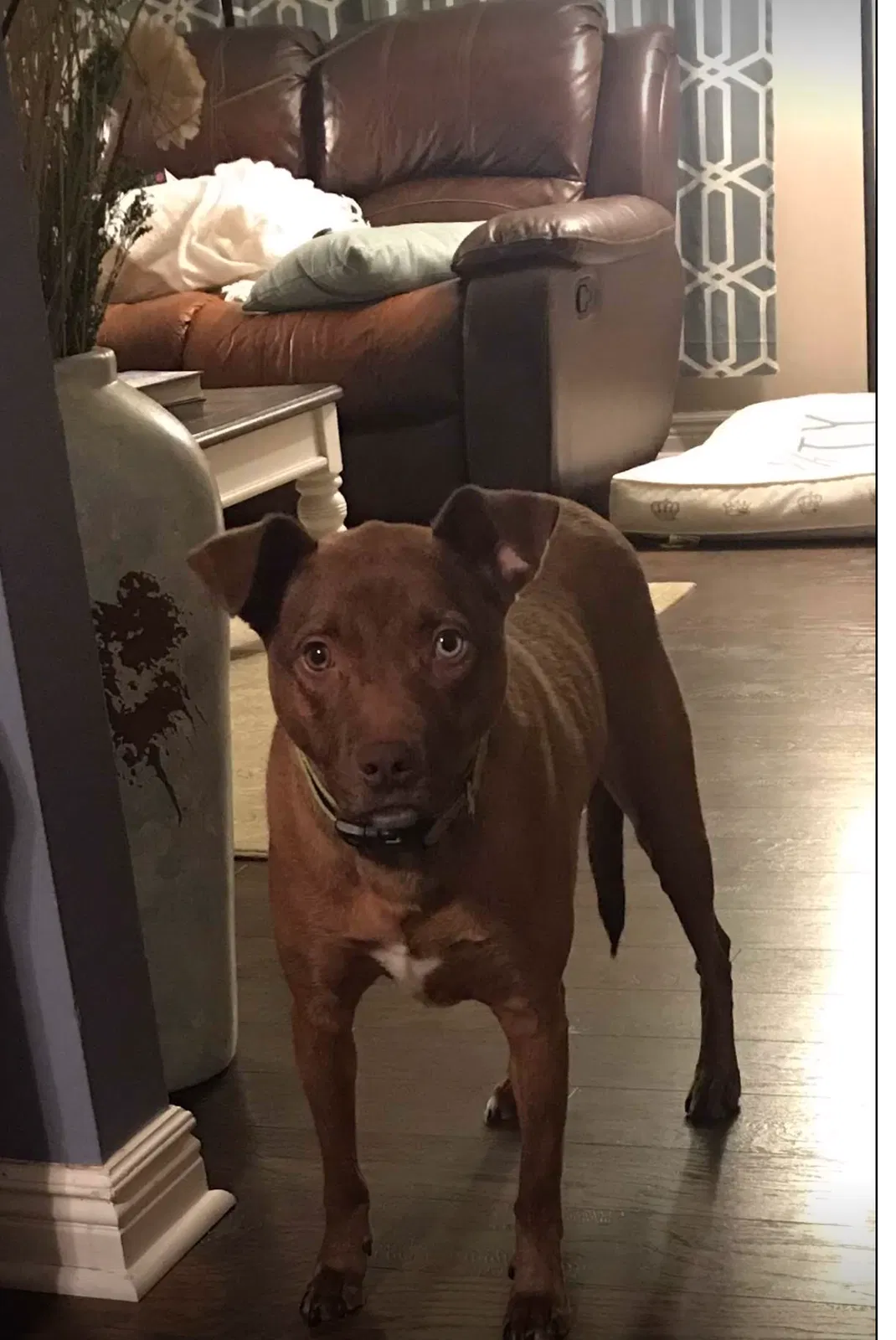 Lost dog in Burnsville, MN, 55337