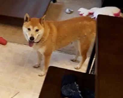Lost dog in Maryland Heights, MO, 63043