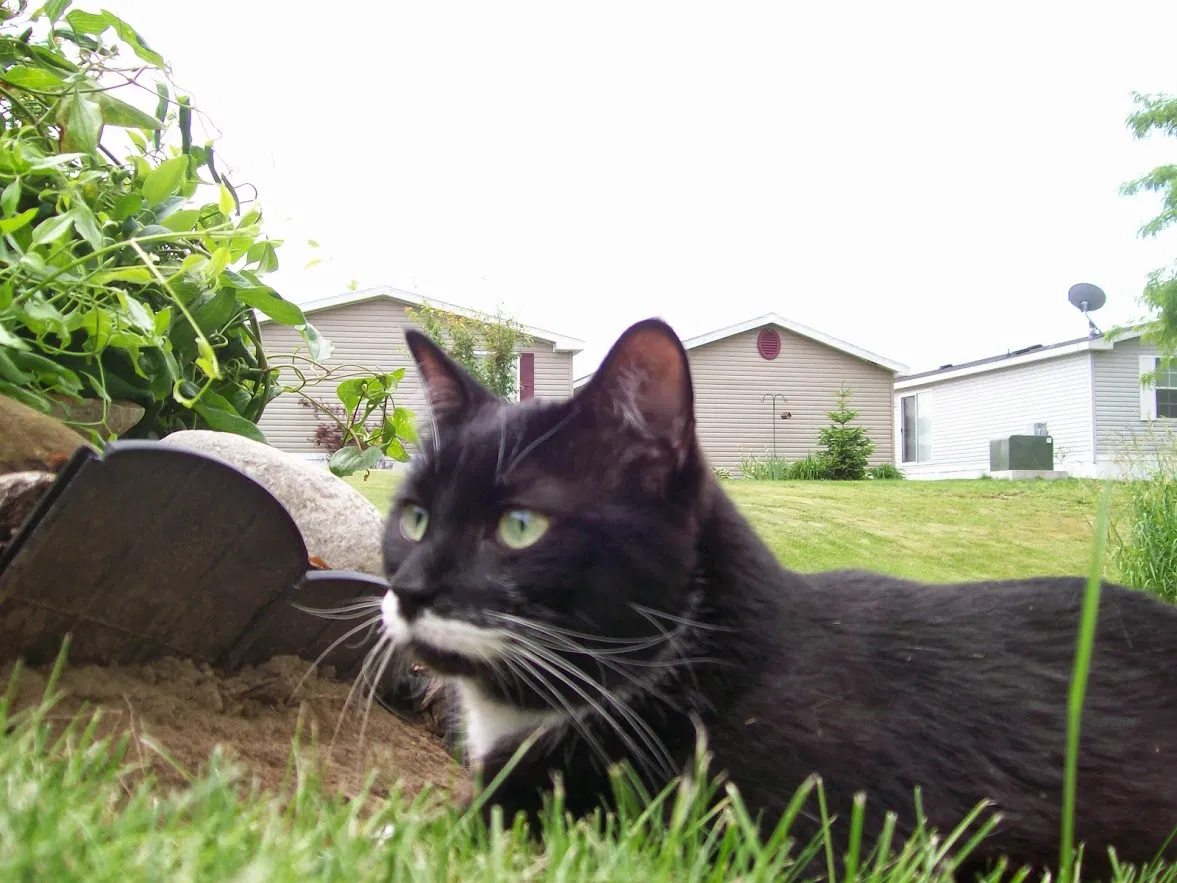 Lost cat in Louisville, CO, 80027