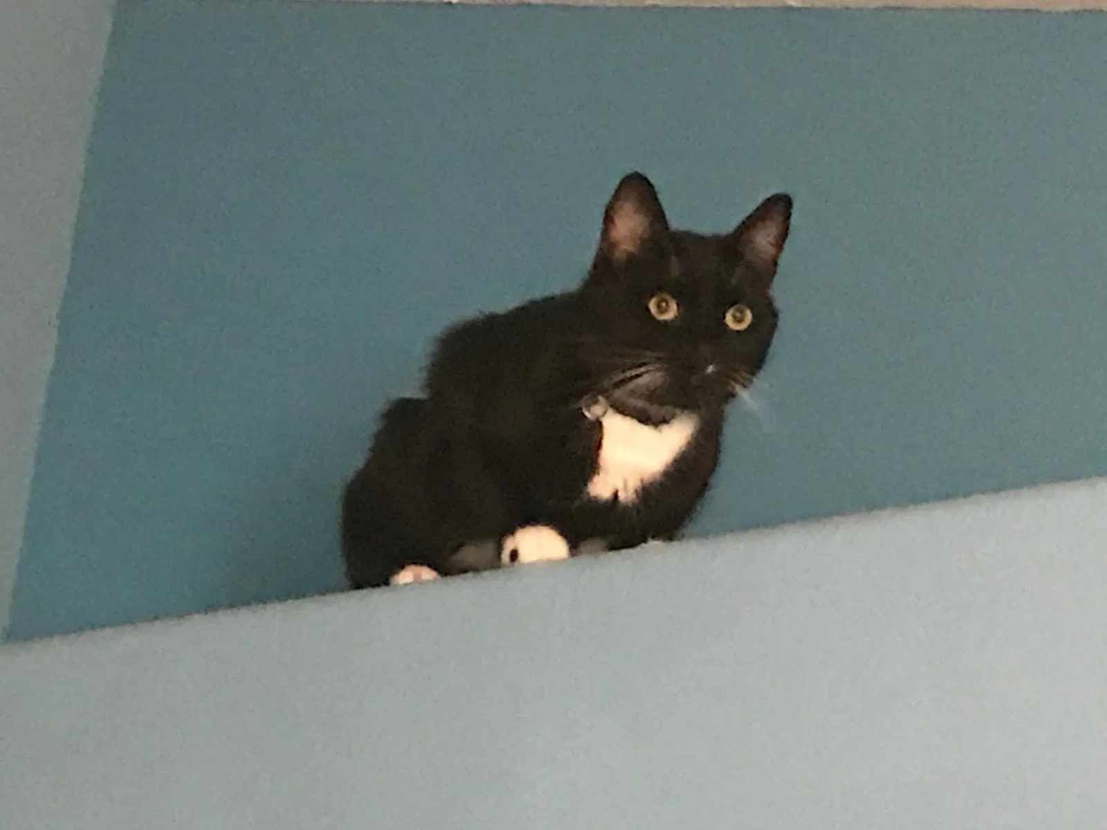 Lost cat in Davenport, FL, 33897