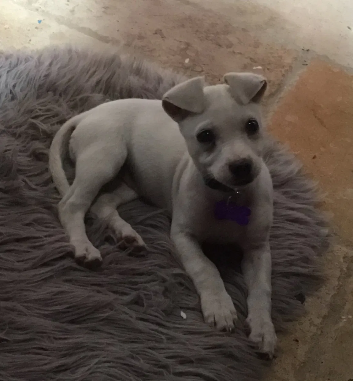 Lost dog in Katy, TX, 77449