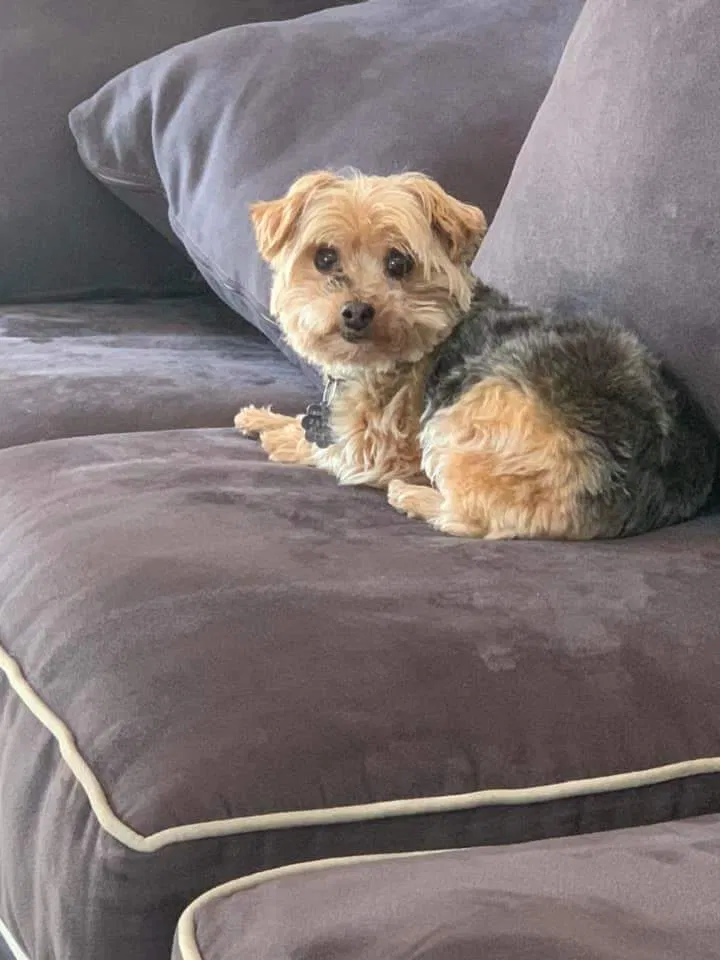 Lost dog in Ballwin, MO, 63021