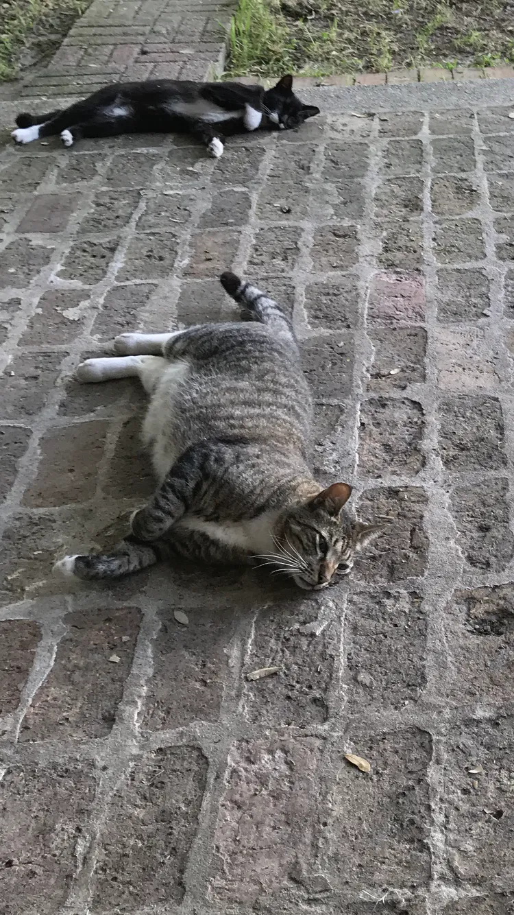 Lost cat in Dunnellon, FL, 34431