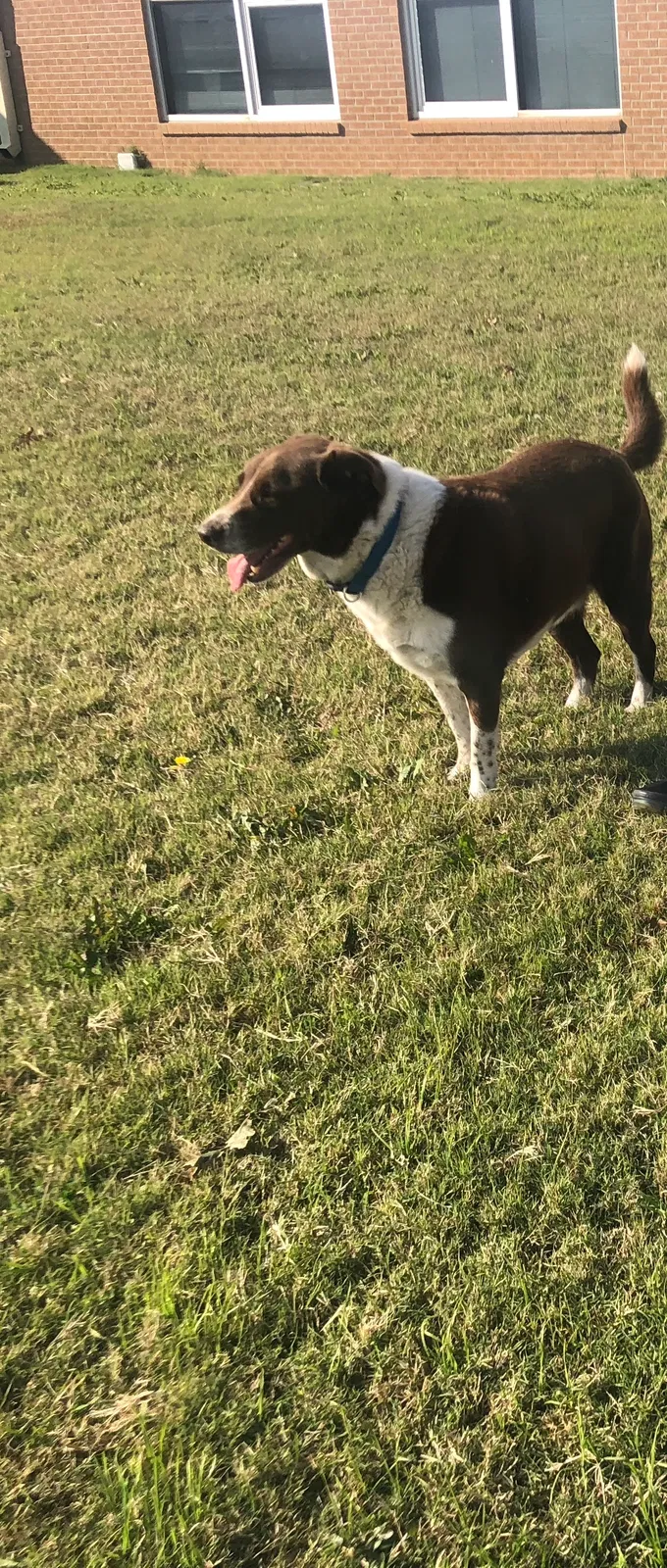 Lost dog in Odessa, TX, 79763