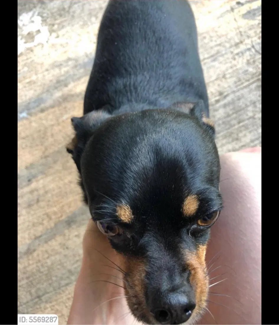 Lost dog in Dickinson, TX, 77539