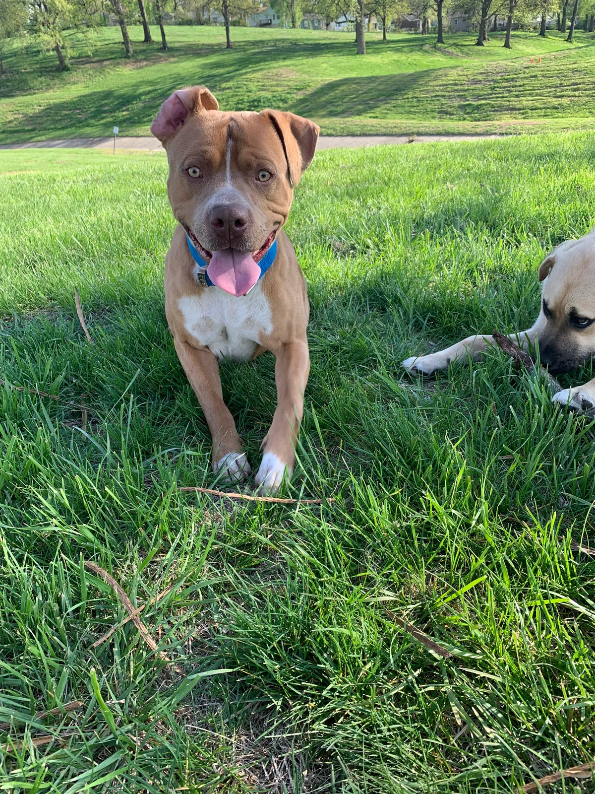 Lost dog in Kansas City, KS, 66104